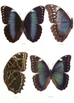 Four Morpho Butterflies