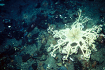 Picture of a White Basket Starfish (Astrophyton muriatum)