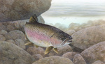 Picture of a Rainbow Trout, Redband Trout (Oncorhynchus mykiss)