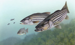Picture of Striped Bass (Morone saxatilis)