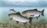 Picture of Pacific Salmon (Oncorhynchus)
