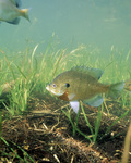 Picture of Bluegill Fish (Lepomis macrochirus) By Underwater Grasses