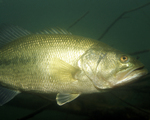 Picture of a Largemouth Bass (Micropterus salmoides)