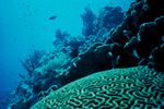 Picture of a Florida Coral Reef