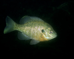 Picture of a Bluegill Fish (Lepomis macrochirus)