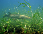 Picture of a Musky fish (Esox masquinongy)