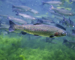 Picture of Rainbow, Redband Trout (Oncorhynchus mykiss)