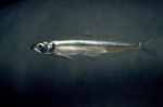 Picture of a Delta Smelt Fish (Hypomesus transpacificus)