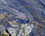 Picture of Lake Sturgeon (Acipenser fulvescens)