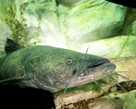Picture of a Flathead Catfish (Pylodictis olivaris)