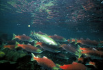 Picture of Rainbow/Redband Trout With Sockeye/Red/Blueback Salmon
