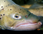 Picture of Face of a Brown Trout (Salmo trutta)