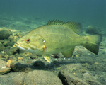 Picture of a Smallmouth Bass (Micropterus dolomieu)