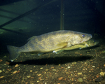 Picture of Walleye Fish (Stizostedion vitreum)