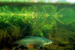 Picture of Atlantic Salmon (Salmo salar)