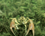 Picture of a Crayfish, Crawfish, Crawdad (Astacidae)