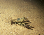Picture of a Crawdad, Crayfish, Crawfish (Astacidae)