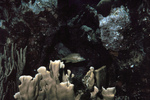 Picture of a White Grunt Fish (Haemulon plumieri)