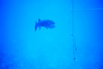 Picture Of a Great Barracuda (Sphyraena barracuda) Near a Rope