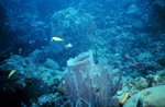 Picture Of ABlue Reef Scene With A Large Barrel Sponge