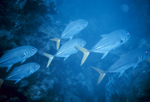 Picture Of Crevalle Jacks (Caranx Hippos) Schooling