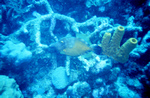 Picture Of A Long-nosed Filefish (Oxymonocanthus longirostris)