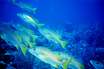 Picture Of A Group Of Yellowtail Snapper Fish (Ocyurus Chrysurus)