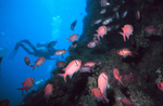 Picture Of A Diver Near A Reef With A Group Of Pink Squirrelfish (Holocentridae)