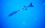 Picture Of A Great Barracuda (Sphyraena barracuda) Fish