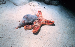 Picture of an Atlantic Trumpet Triton on a Cushion Sea Star