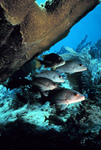 Picture of Gray Snappers (Lutjanus griseus)