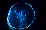 Picture of a Moon Jellyfish (Aurelia Aurita) At The Florida Keys National Marine Sanctuary