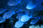 Picture of Blue Tang Fish (Acanthurus coeruleus) Schooling