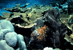 Picture of Elkhorn Coral (Acropora palmata) and a Whitespotted Filefish (Cantherhines dumerilii)