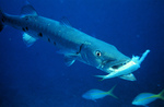 Picture of a Barracuda Eating a Fish