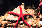 Picture of a Red Starfish on a Rock