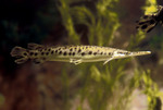 Stock Photography of a Spotted Gar Fish (Lepisosteus oculatus)