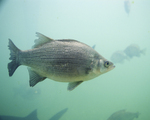 Stock Photography of a White Bass Fish (Morone chrysops)