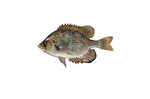 Clipart Image Illustration of a Flier Fish (Centrarchus macropterus)