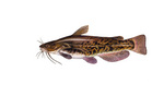 Clipart Image Illustration of a Brown Bullhead Catfish (Ameiurus nebulosus)