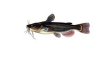 Clipart Image Illustration of a Black Bullhead Catfish (Amereiurus melas)