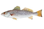 Clipart Image Illustration of a Spotted Seatrout Fish (Cynoscion nebulosus)