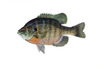 Clipart Image Illustration of a Bluegill Fish (Lepomis macrochirus)