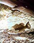 Clipart Image Illustration of Smallmouth Bass Fish Swimming Underwater