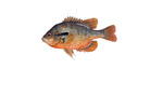 Clipart Image Illustration of a Redbreast Sunfish (Lepomis auritus)