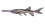 Clipart Image Illustration of an American or Mississippi Paddlefish (Polyodon spathula)