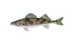 Clipart Image Illustration of a Sauger Fish (Stizostedion canadense)