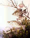 Clipart Image Illustration of Black Crappie and White Crappie Fish Swimming