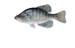 Clipart Image Illustration of a White Crappie Fish (Pomoxis annularis)