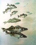 Clipart Image Illustration of Walleye, Yellow Perch and Pike Fish Swimming Together